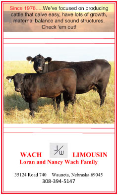 Wach Limousin Sale